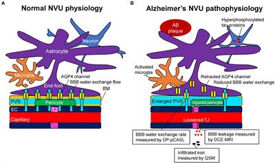 Contributions of blood–brain barrier imaging to neurovascular unit pathophysiology of Alzheimer’s disease and related dementias